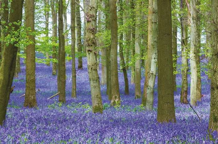 Outstanding Trees That Changed Our Lives