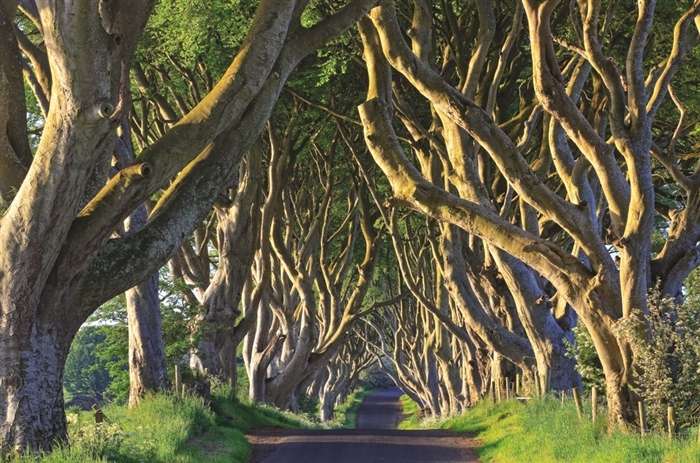 Outstanding Trees That Changed Our Lives