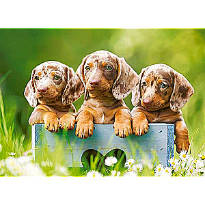 Cute Dachshunds Puzzle 100 pieces
