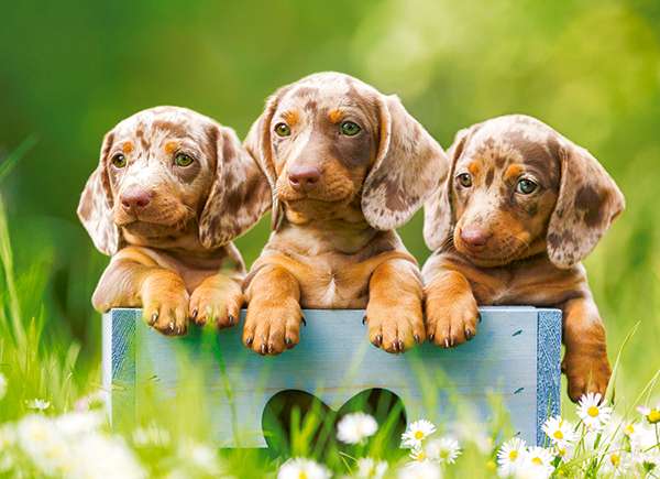 Cute Dachshunds Puzzle 100 pieces