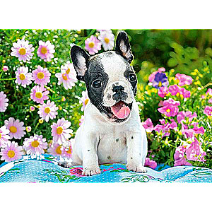 Puzzle French Bulldog Puppy 70 pcs.