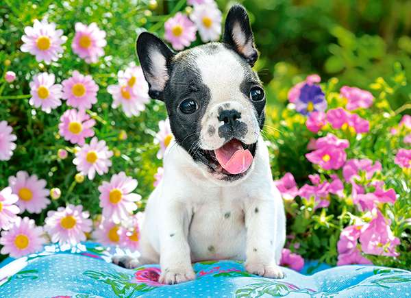 Puzzle French Bulldog Puppy 70 pcs.
