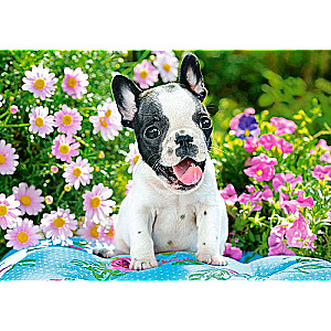 Puzzle French Bulldog Puppy 500 pcs.