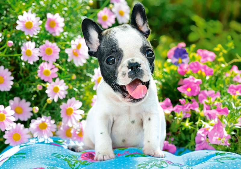 Puzzle French Bulldog Puppy 500 pcs.