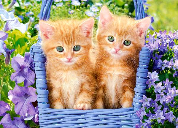 Ginger Kittens Puzzle 60 pieces
