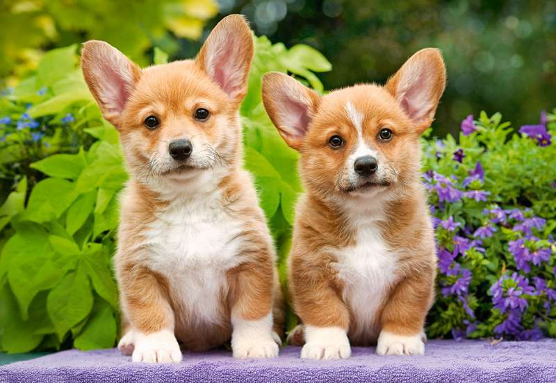 Puzzle Welsh Corgi Puppies 1000 pcs.