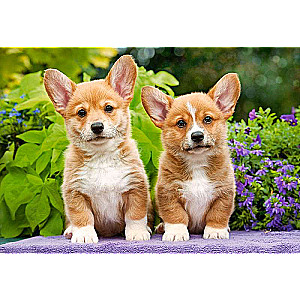 Puzzle Welsh Corgi Puppies 1000 pcs.