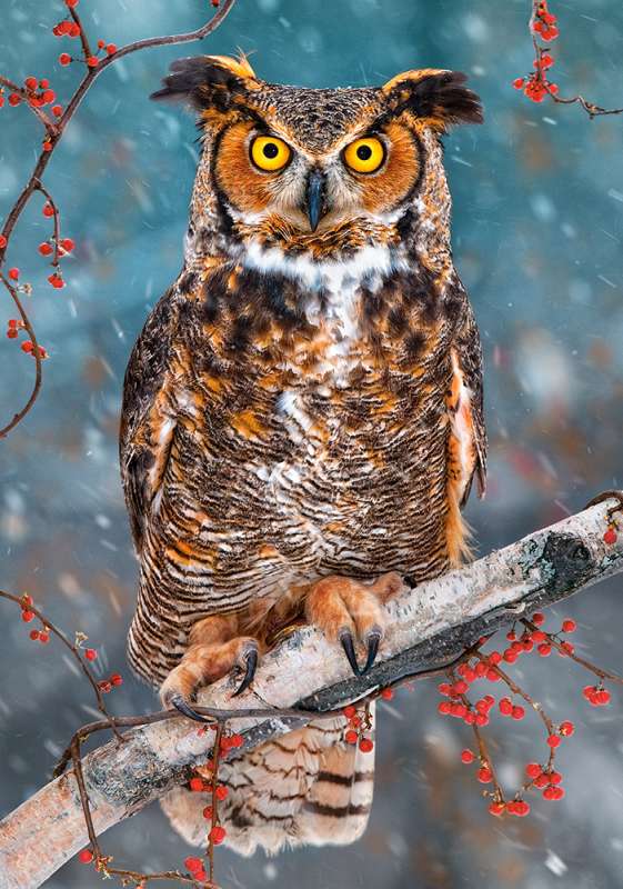 Great Horned Owl Puzzle 500 Pieces