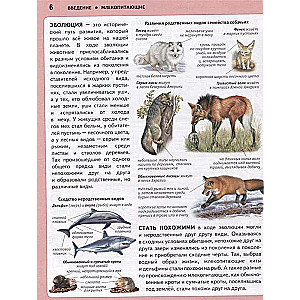 Животные. Панорама нужных знаний