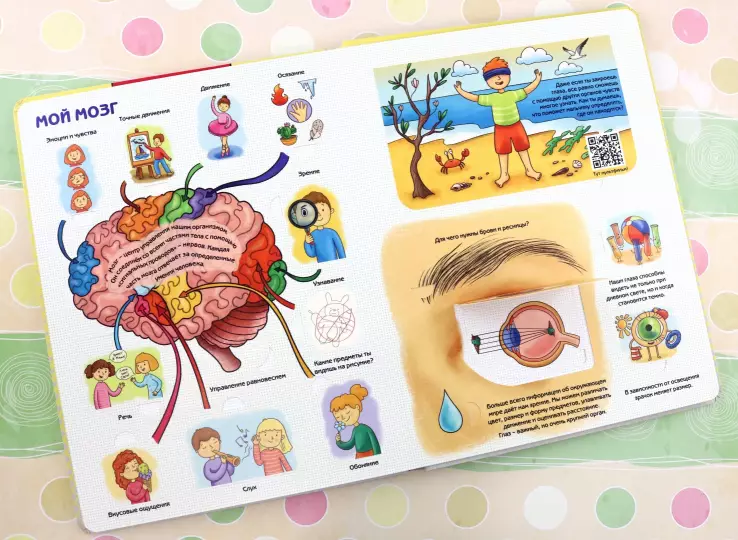 Encyclopedia. How is the human body structured?