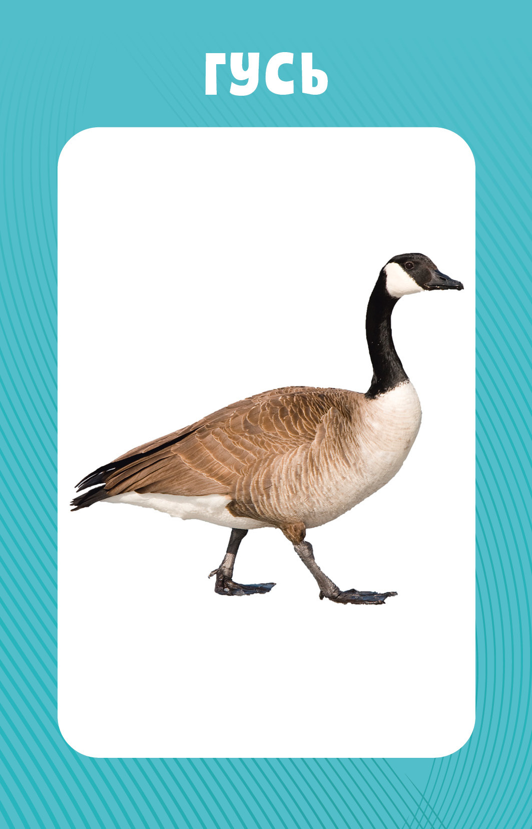 Educational Cards for Babies. 100 Animals