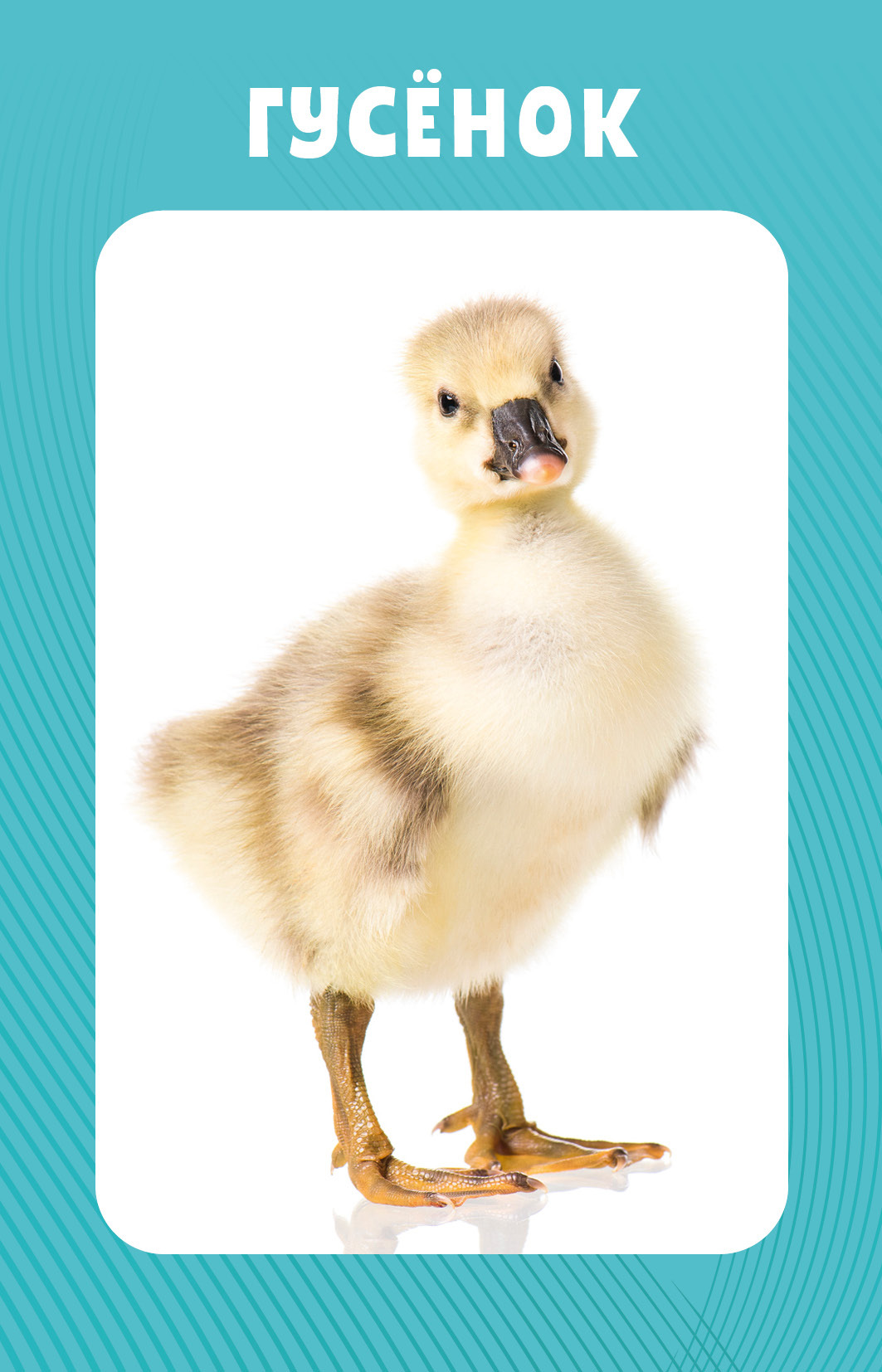 Educational Cards for Babies. 100 Animals