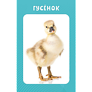 Educational Cards for Babies. 100 Animals