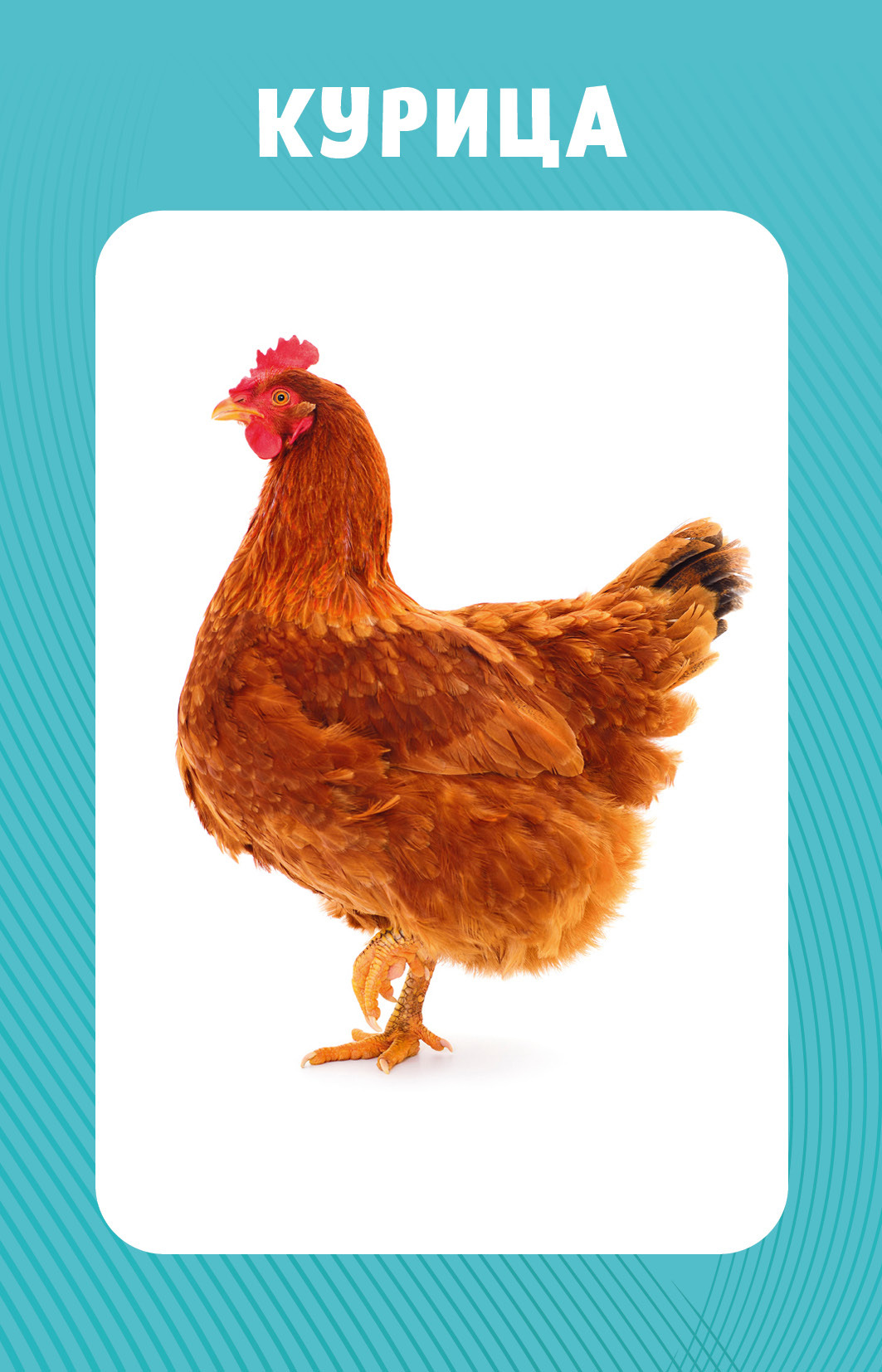 Educational Cards for Babies. 100 Animals