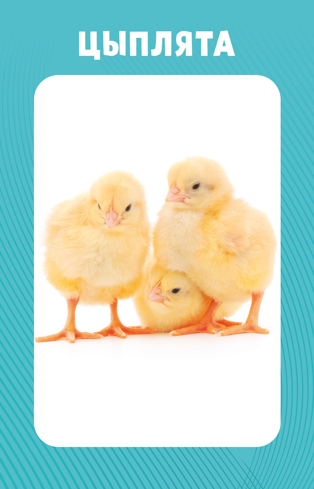 Educational Cards for Babies. 100 Animals