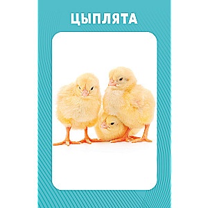 Educational Cards for Babies. 100 Animals