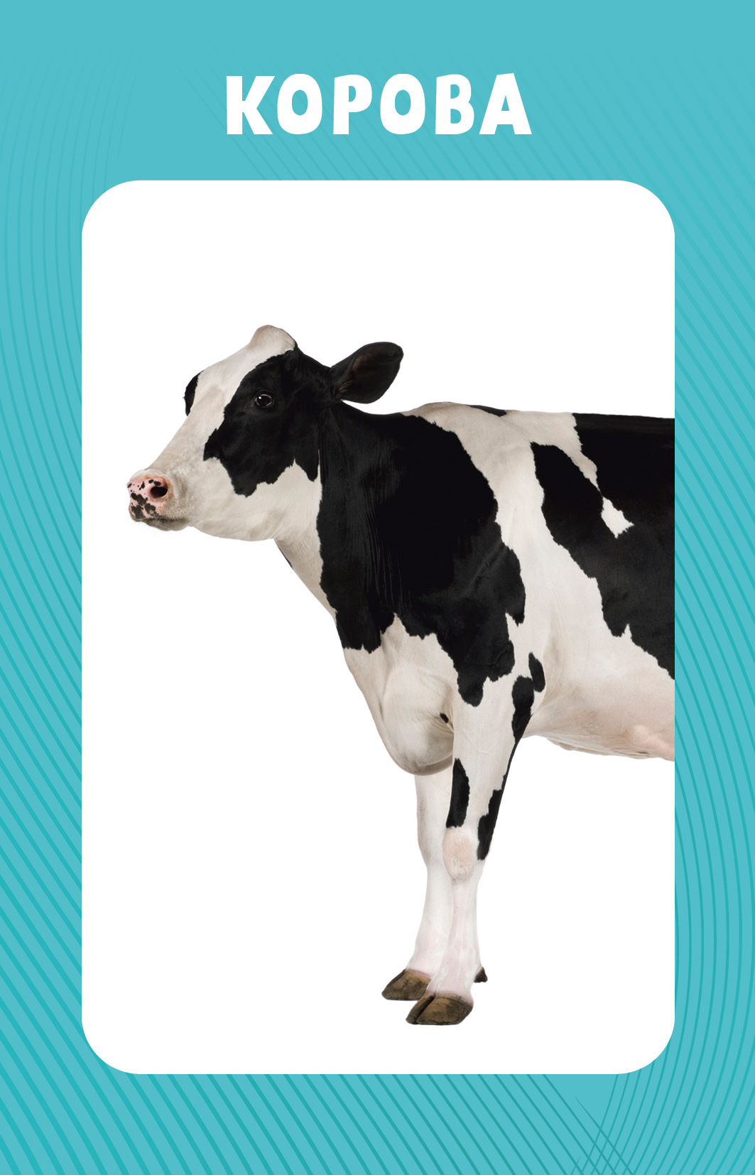 Educational Cards for Babies. 100 Animals