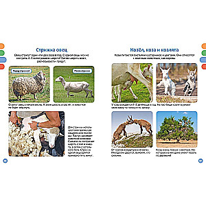 Useful machines and animals on the farm