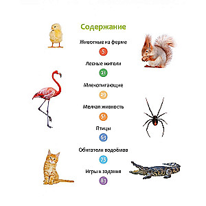 Animals of Different Countries