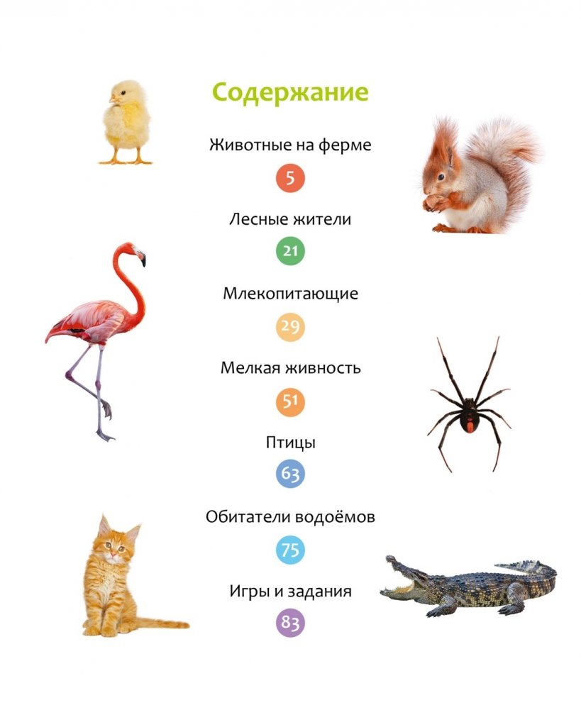 Animals of Different Countries