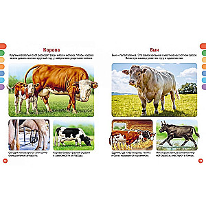 Animals of Different Countries