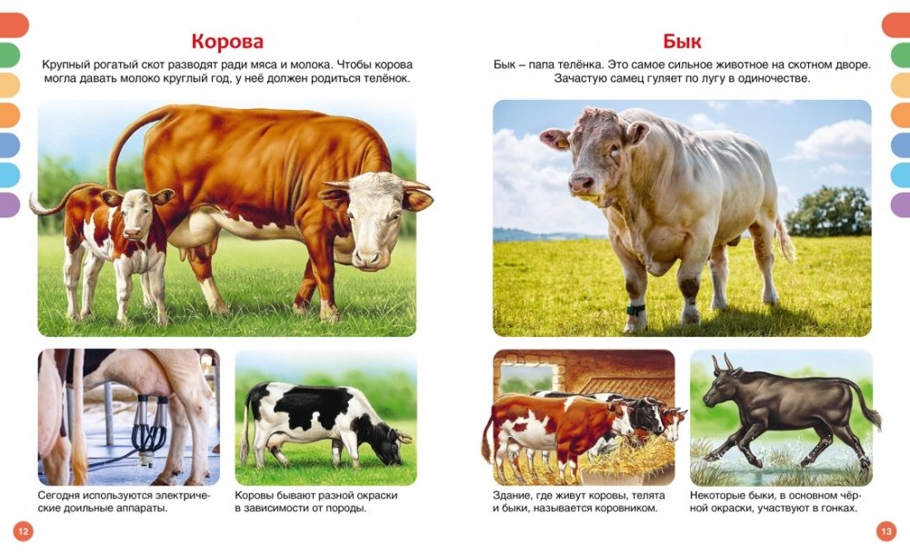 Animals of Different Countries