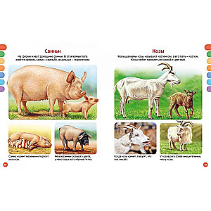 Animals of Different Countries
