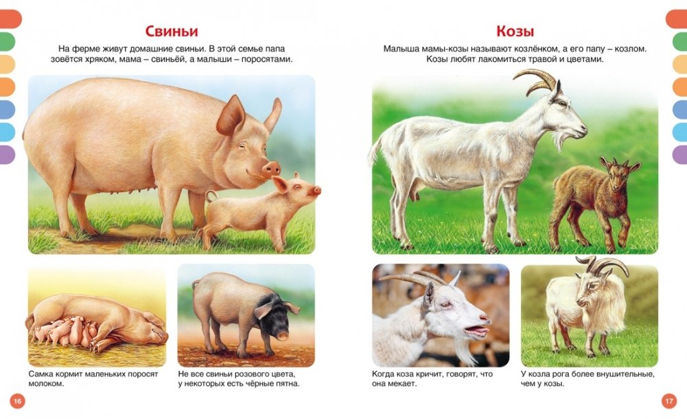 Animals of Different Countries