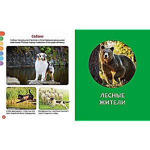 Animals of Different Countries