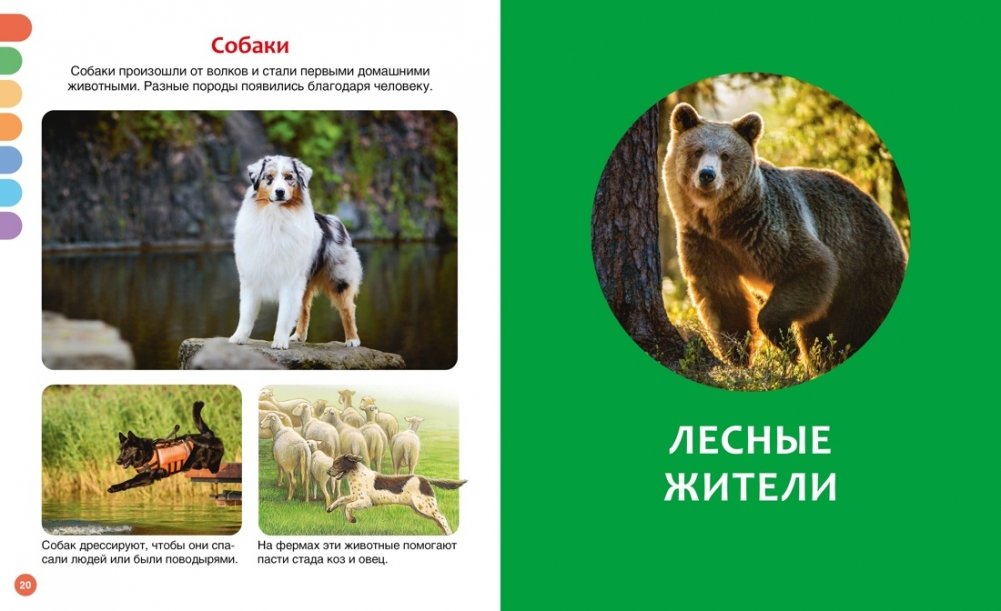 Animals of Different Countries