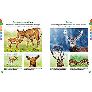 Animals of Different Countries