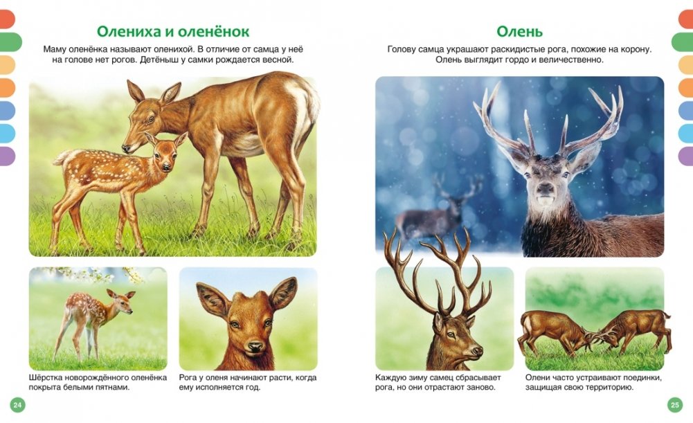 Animals of Different Countries