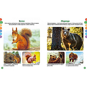 Animals of Different Countries