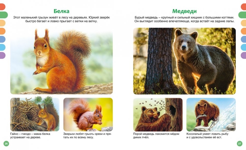 Animals of Different Countries