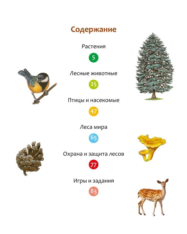 The Life of the Forest