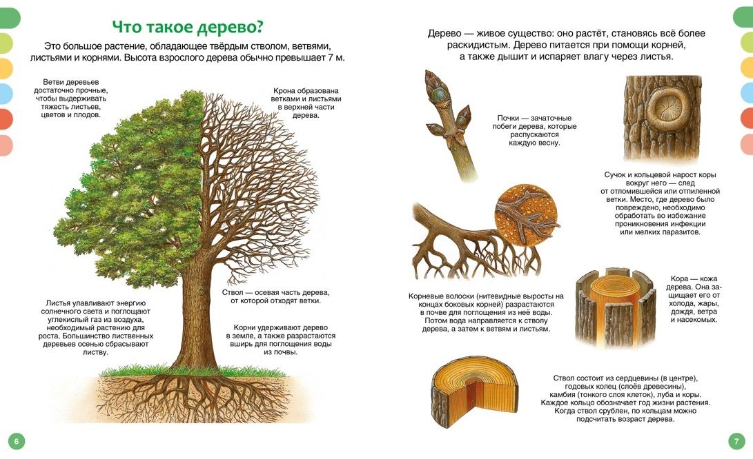 The Life of the Forest