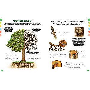 The Life of the Forest