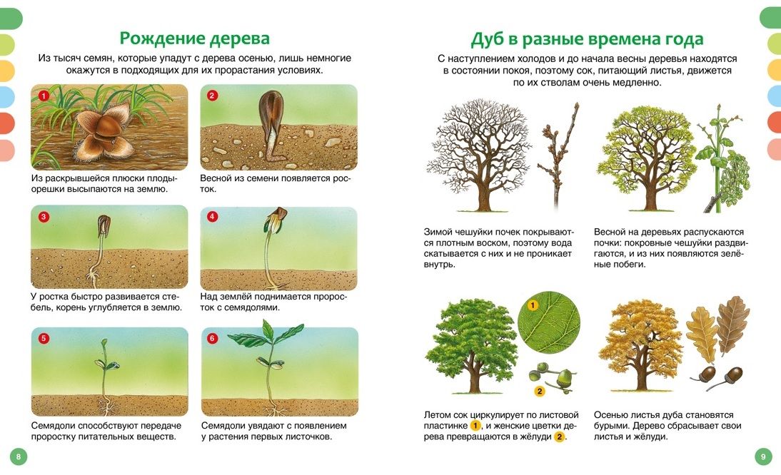 The Life of the Forest