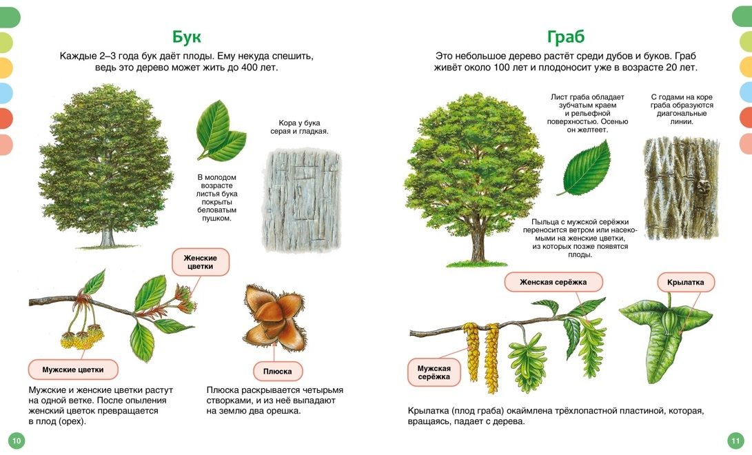 The Life of the Forest
