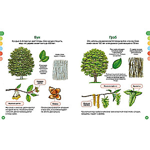 The Life of the Forest