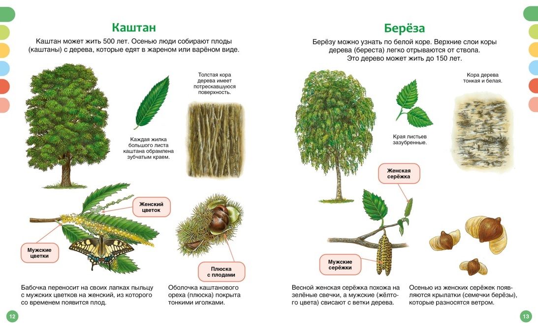 The Life of the Forest