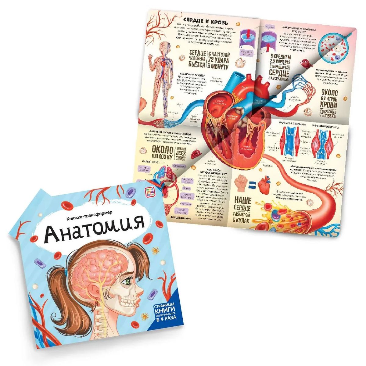 Transformer Book. Anatomy
