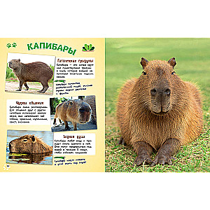Everything in the World! A Big Encyclopedia for Little Ones