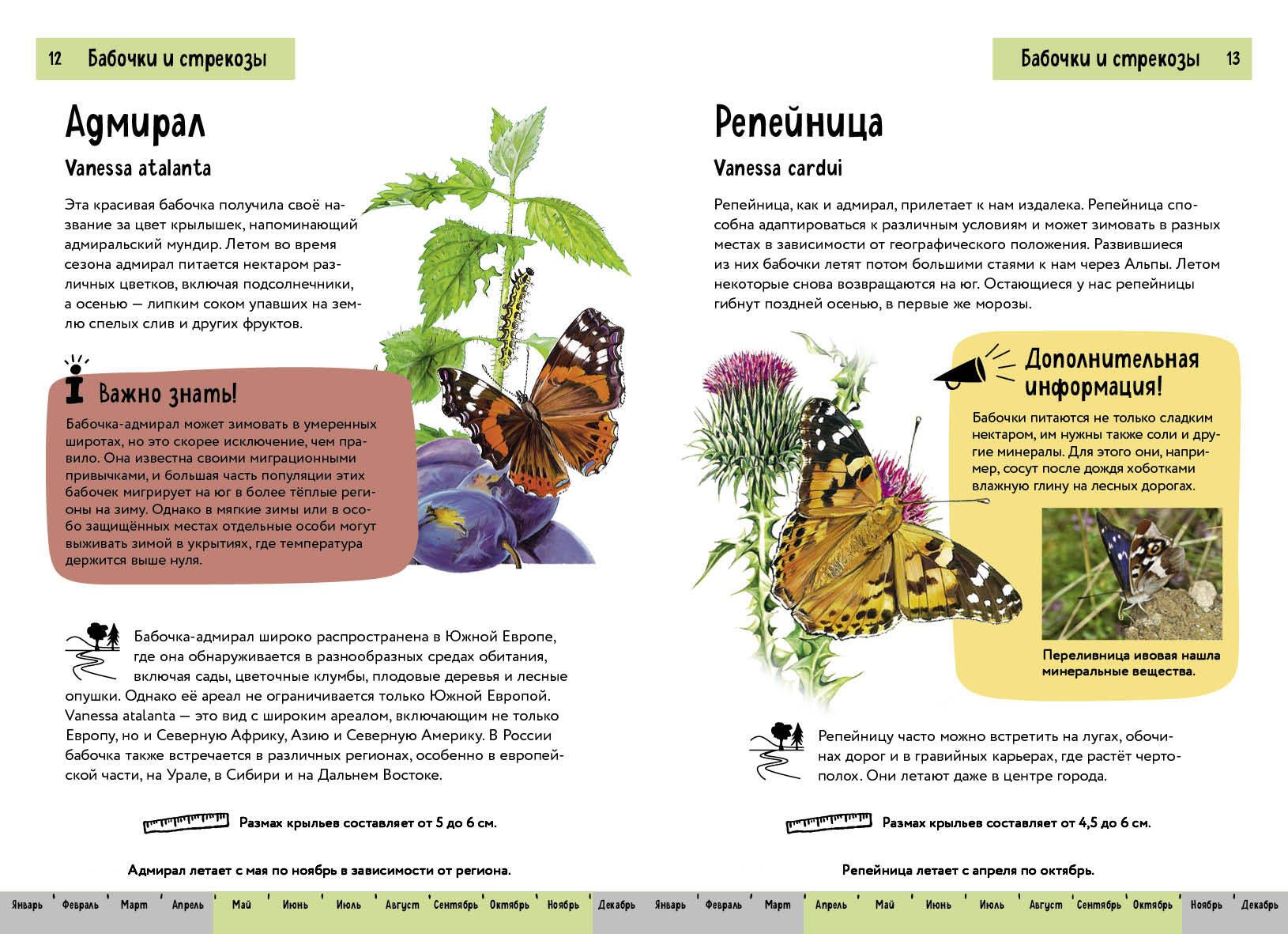 Insects. A Brief Illustrated Guide