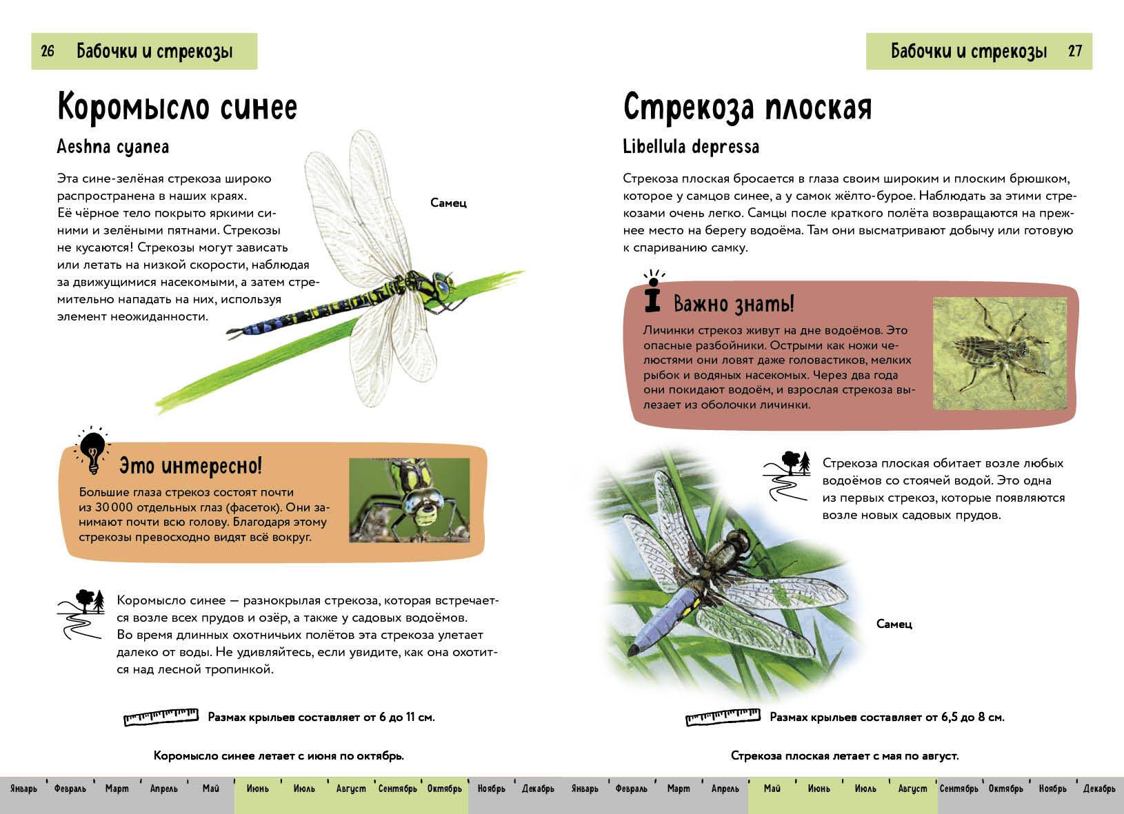 Insects. A Brief Illustrated Guide