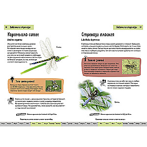 Insects. A Brief Illustrated Guide