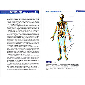 Atlas of Human Anatomy. A Manual for Students of Secondary Vocational Education Institutions