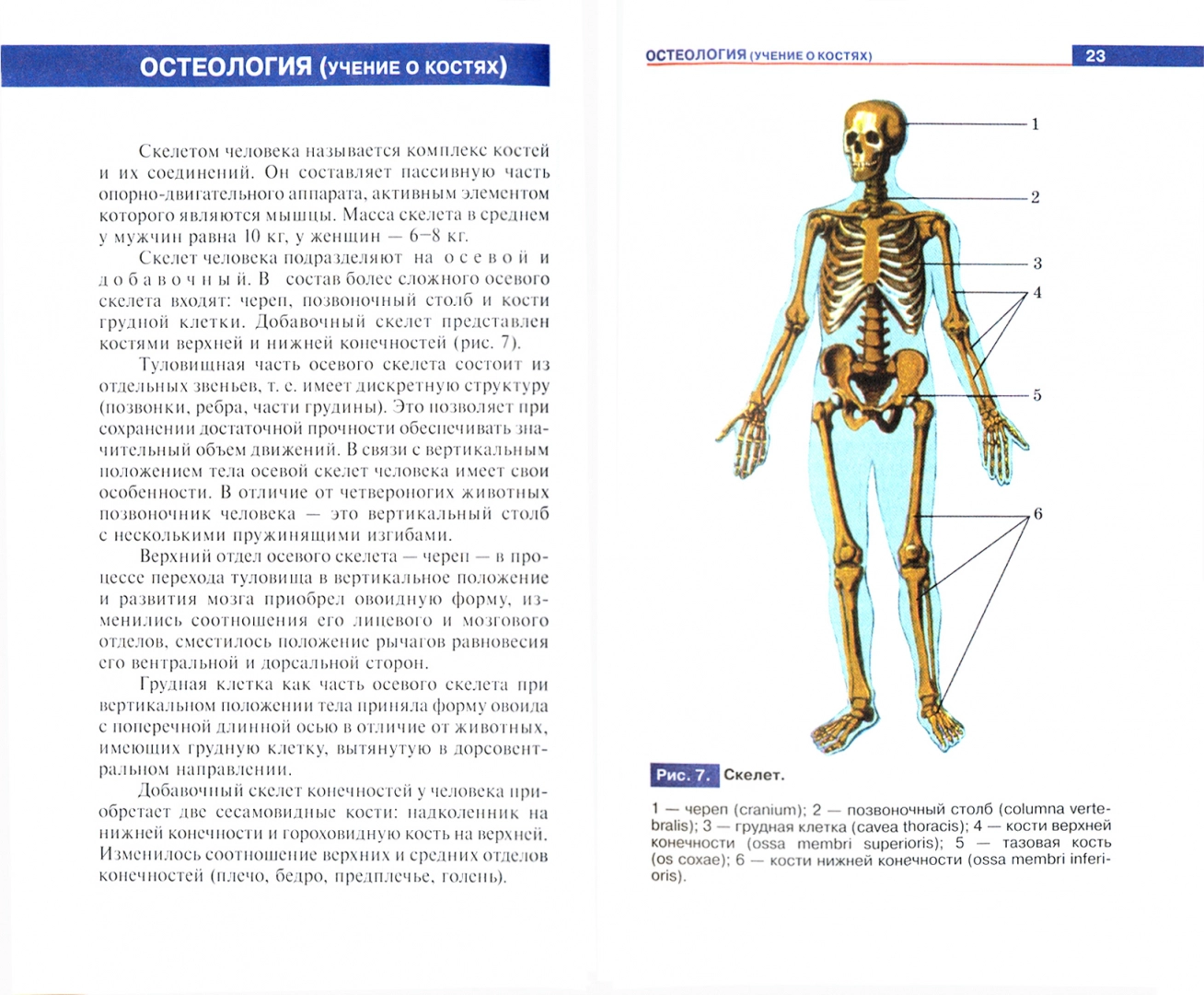 Atlas of Human Anatomy. A Manual for Students of Secondary Vocational Education Institutions