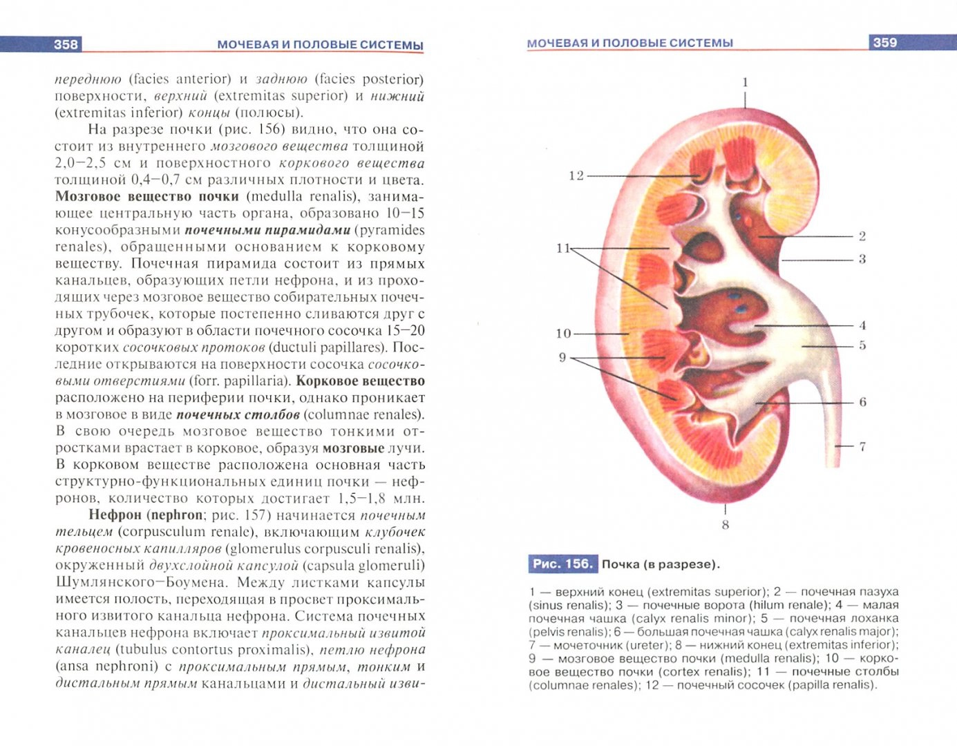 Atlas of Human Anatomy. A Manual for Students of Secondary Vocational Education Institutions