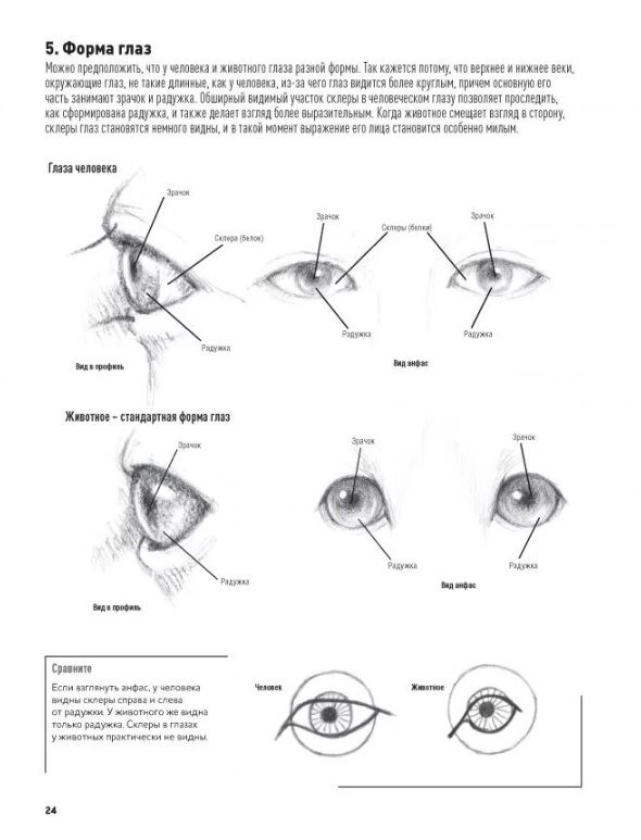Animal Portraits. Drawing in Japanese Author's Technique